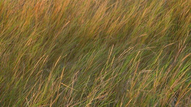Steppen grass on wind