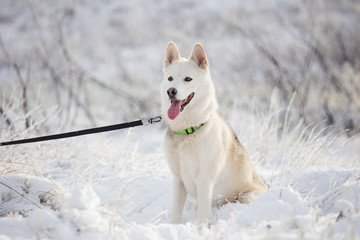 Close up image of Siberian husky playing in the snow in south africa