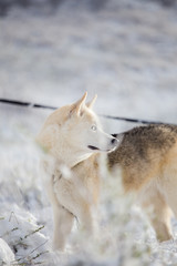 Close up image of Siberian husky playing in the snow in south africa