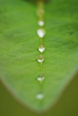 葉の上で直列する水滴
