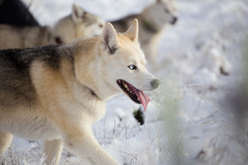 Close up image of Siberian husky playing in the snow in south africa