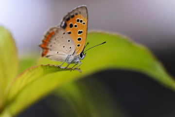 Obraz na płótnie Canvas 葉にとまるベニシジミ蝶 