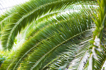 Fototapeta premium Palm leaves, close-up, background, and texture of vegetation, trees, South, greenhouse, palm trees, palm branches.