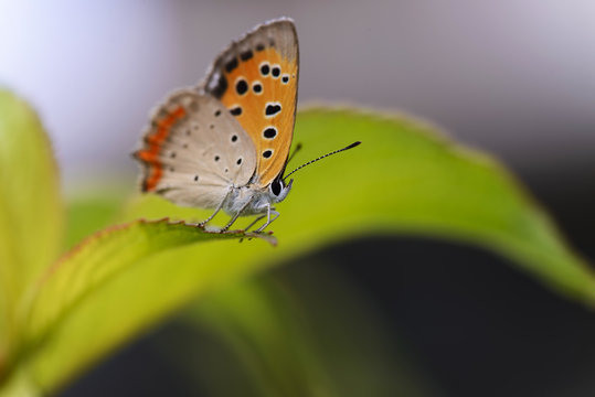 葉にとまるベニシジミ蝶 © ukokkei55