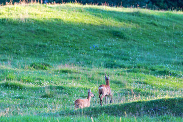 Roe Deer chasing each other in a meadow in rut