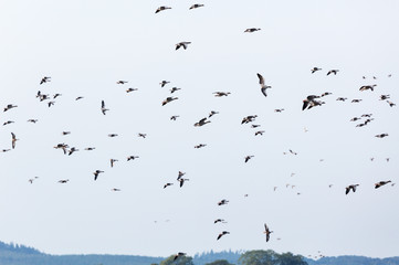 Large flock of greylag geese in the sky