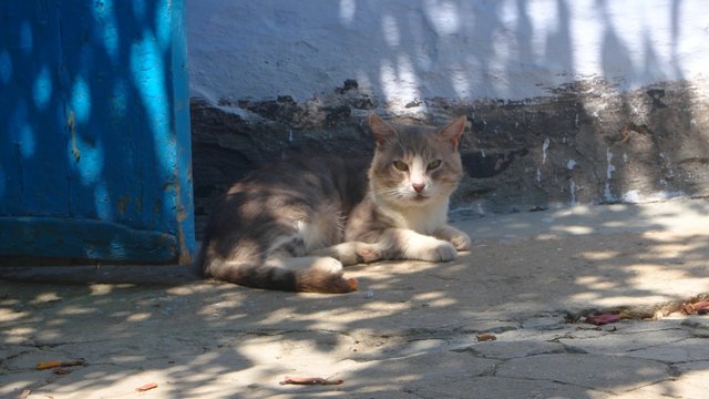ld cat resting near door in shadow