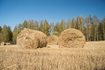 рулоны соломы на поле