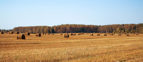 рулоны соломы на поле