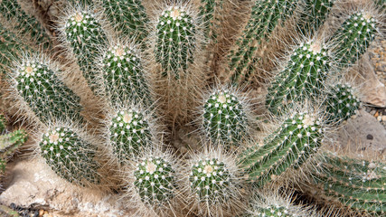 Kaktus - Echinocereus conglomeratus