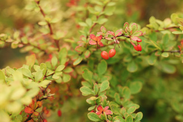 barberry berries on bush in autumn season