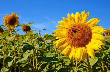 Fototapeta premium Fabulous landscape of single sunflower and bee against the sky o