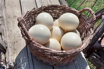 Crédence de cuisine en verre imprimé Autruche ostrich eggs
