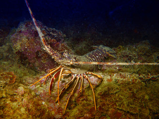 Beautiful lobster © dade72