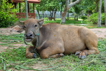 Fototapeta premium Thai Buffalo