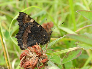 Бабочка крапивница на сухом цветке среди травы осенью