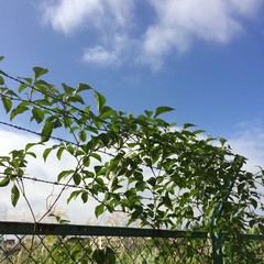 鉄線とつる