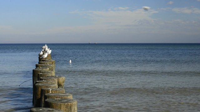 Lachm&ouml;wen auf Buhnen in der Ostsee