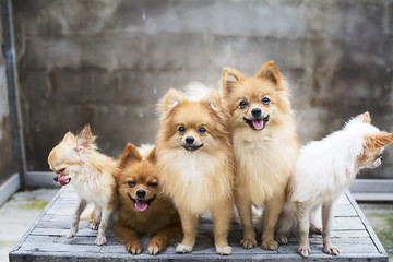 dog family,there are three brown Pomeranian dogs ,mother sister brother.Two friends Chihuehue.