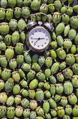 An alarm clock with opium poppy seedheads