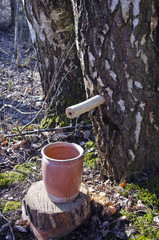 Collecting birch tree sap in springtime