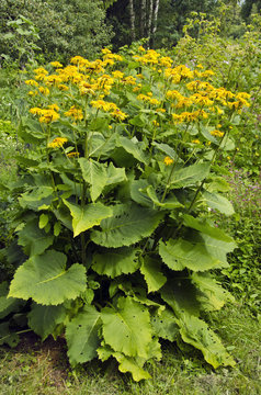 Flowering bush of Inula helenium