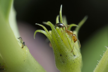 Industrious ant walking around looking for food.
