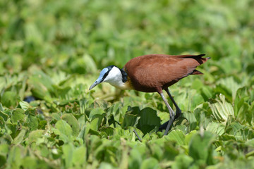 jacana