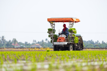 SUNGAI BESAR, MALAYSIA - 8TH APRIL 2015; Unidentified farm worker preparing the paddy tillers for transplanting at Sungai Besar, Malaysia.