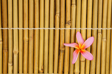 Tropical white frangipani on bamboo
