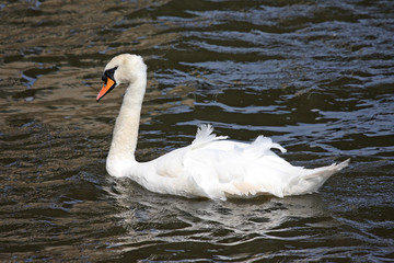Swan