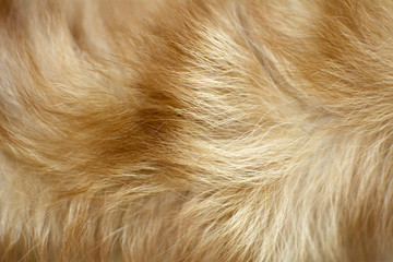brown dog fur background