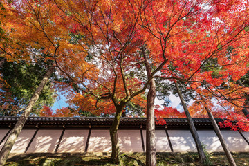 Tree branch with autumn leaves are cover the japanese temple