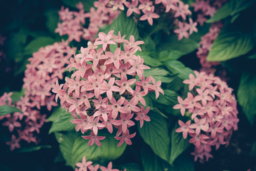 flowers with filter effect retro vintage style