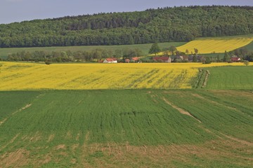 Summer landscape with yellow rape field