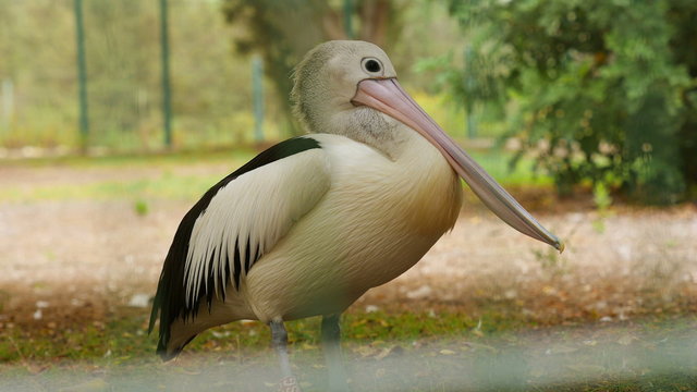 Pelican in zoo summer day. 4K UHD.
