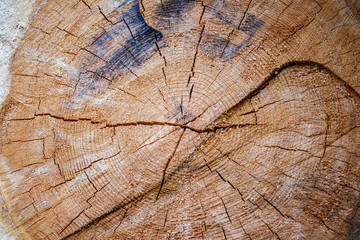 Cut pine logs. Background for websites and printing.