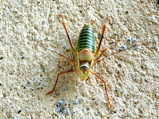 Close up of a saddle-backed bush-cricket (Ephippiger ephippiger) on a wall