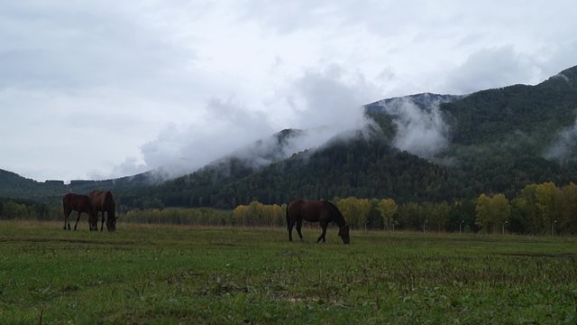 Horses grazing on a hillside in the Altai autumn morning.