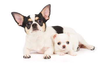 Chihuahua mother and its puppy