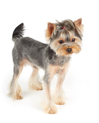  Yorkie stands on white