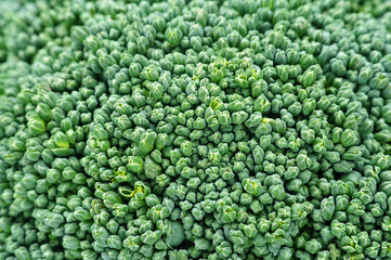 close-up photo of green broccoli