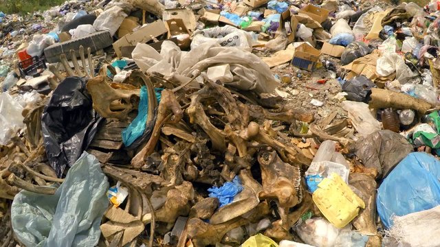 Skeleton Among Garbage At Dump In Ukraine