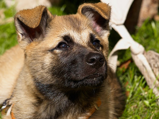 Cute German shepherd puppy