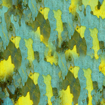 bark of sycamore texture