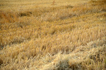 Fototapeta premium Felder