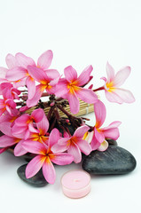 Fototapeta na wymiar Pink Frangipani flowers on white background.Tropical spa concept