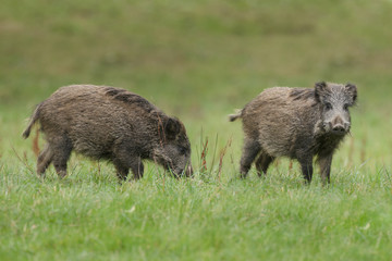 Two juvenile wild boar piglets