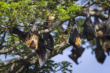 Indian Flying-fox in Tissamaharma, Sri Lanka