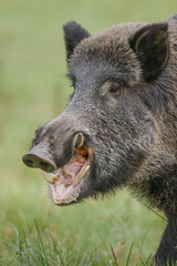 Wild boar closeup of a male with impressive tusks